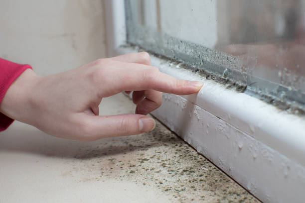Best Basement Mold Removal  in Bethany, WV